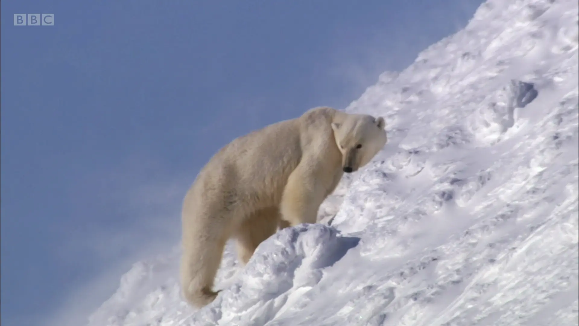 Animal screengrab from Planet Earth - From Pole to Pole